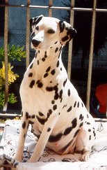 dalmata gravidanza