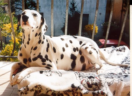 dalmata gravidanza