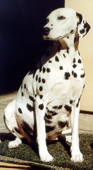 dalmata gravidanza