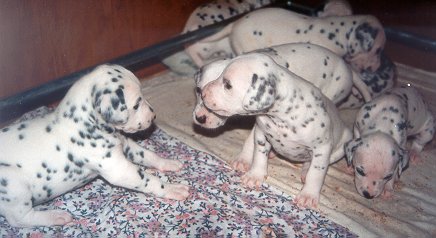 cuccioli dalmata