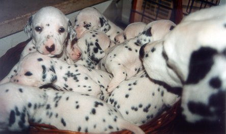 cuccioli dalmata