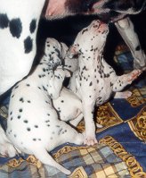 cuccioli dalmata