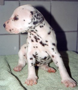 cuccioli dalmata