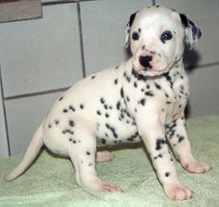 cuccioli dalmata