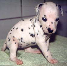 cuccioli dalmata