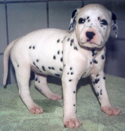 cuccioli dalmata