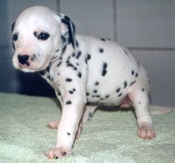 cuccioli dalmata