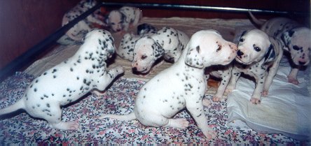 cuccioli dalmata