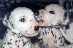 cuccioli dalmata