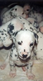 cuccioli dalmata