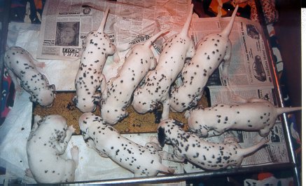 cuccioli dalmata