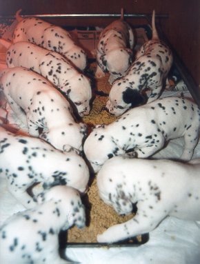 cuccioli dalmata