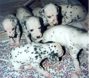 cuccioli dalmata