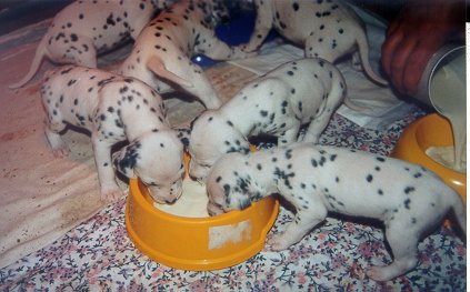 cuccioli dalmata