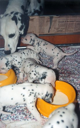 cuccioli dalmata