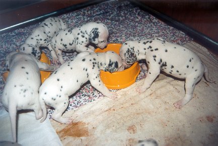 cuccioli dalmata