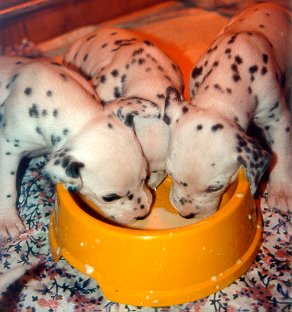 cuccioli dalmata