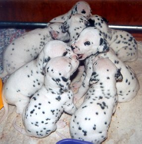 cuccioli dalmata