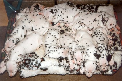 cuccioli dalmata