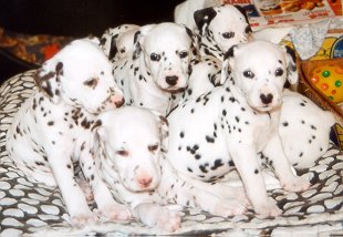 cuccioli dalmata