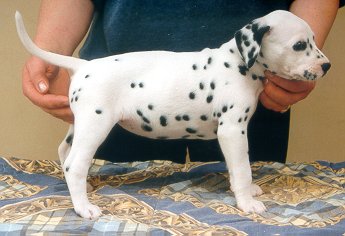 cuccioli dalmata