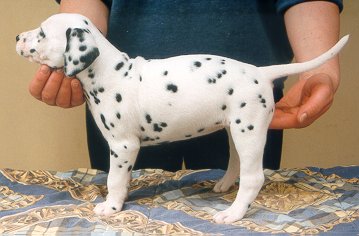 cuccioli dalmata