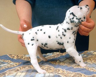 cuccioli dalmata