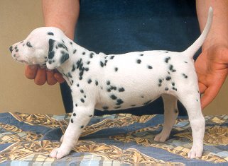 cuccioli dalmata