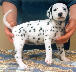 cuccioli dalmata