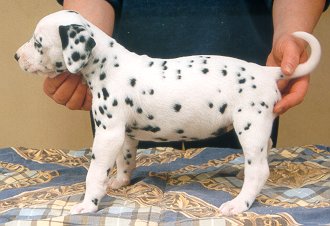 cuccioli dalmata