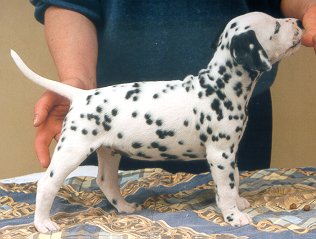 cuccioli dalmata