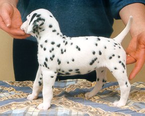 cuccioli dalmata