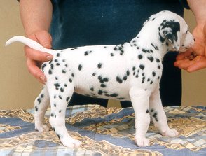 cuccioli dalmata