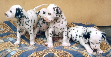 cuccioli dalmata