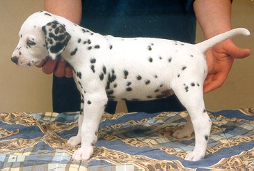 cuccioli dalmata