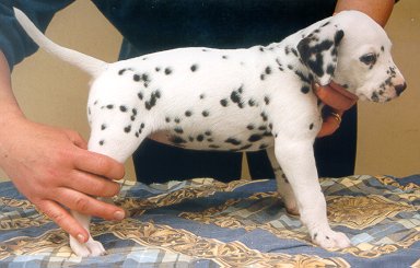 cuccioli dalmata