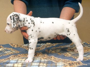 cuccioli dalmata