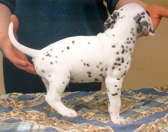 cuccioli dalmata