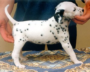 cuccioli dalmata