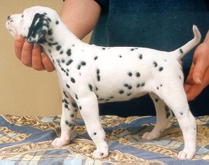 cuccioli dalmata