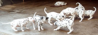 cuccioli dalmata