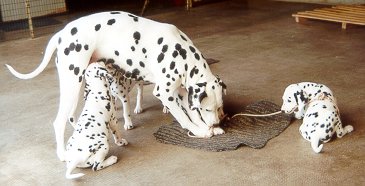 cuccioli dalmata