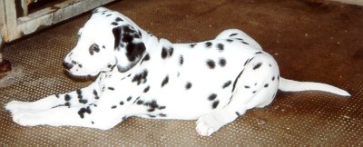 cuccioli dalmata