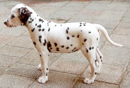 cuccioli dalmata