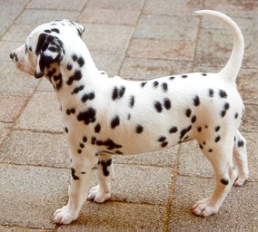 cuccioli dalmata