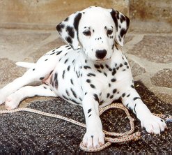 cuccioli dalmata