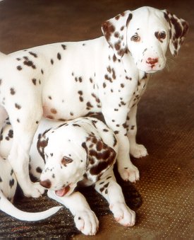 cuccioli dalmata