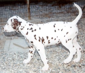 cuccioli dalmata