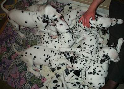 cuccioli dalmata