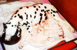 cuccioli dalmata